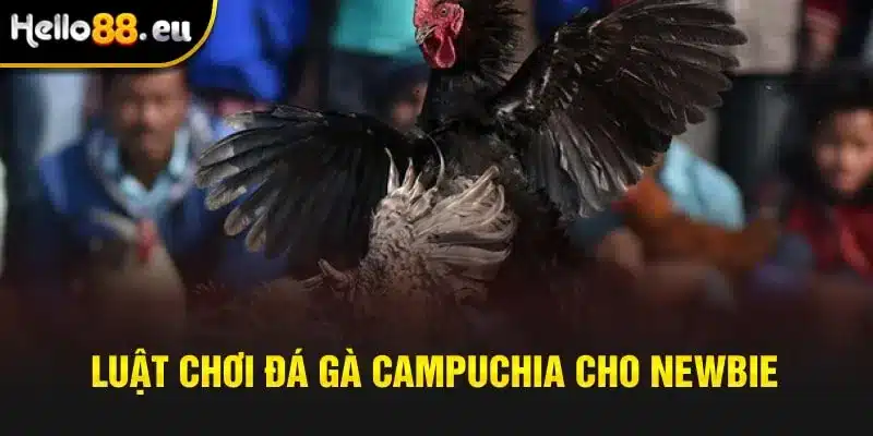 Luật chơi đá gà Campuchia cho newbie