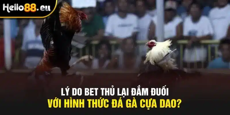 Lý do bet thủ lại đắm đuối với hình thức đá gà cựa dao? Lý do bet thủ lại đắm đuối với hình thức đá gà cựa dao?