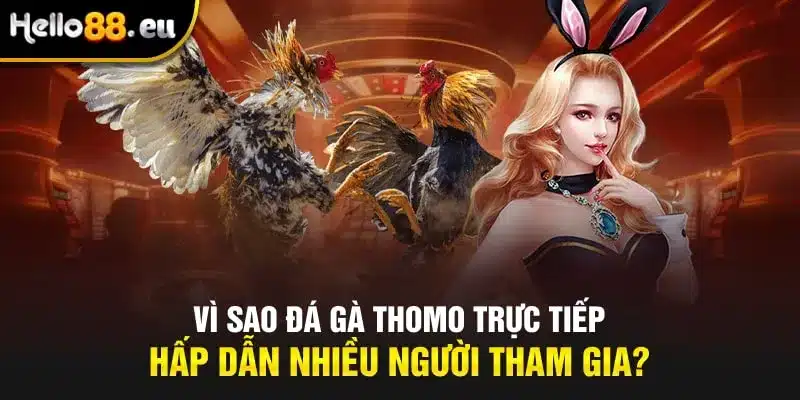 Vì sao đá gà Thomo trực tiếp hấp dẫn nhiều người tham gia? Vì sao đá gà Thomo trực tiếp hấp dẫn nhiều người tham gia?